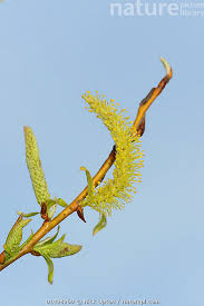 Attēlu rezultāti vaicājumam “Salix x sepulcralis”