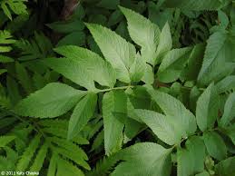 Attēlu rezultāti vaicājumam “Angelica sylvestris leaf”