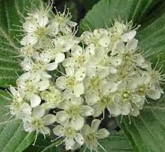 Attēlu rezultāti vaicājumam “Sorbus aucuparia flower”
