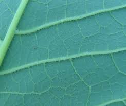 Attēlu rezultāti vaicājumam “Reynoutria sachalinensis leaf”