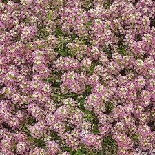 Image result for Alyssum diffusum