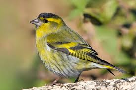 Attēlu rezultāti vaicājumam “Carduelis spinus”