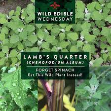 Attēlu rezultāti vaicājumam “Chenopodium album leaf”