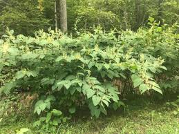 Attēlu rezultāti vaicājumam “Reynoutria japonica”