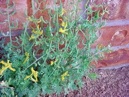 Attēlu rezultāti vaicājumam “Corydalis intermedia leaf”