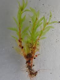 Attēlu rezultāti vaicājumam “Bryum rubens”