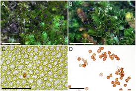 Attēlu rezultāti vaicājumam “Lophozia longidens”