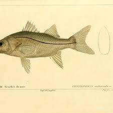 Image result for Centropomus parallelus