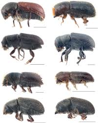 Attēlu rezultāti vaicājumam “Hylastes sp.”