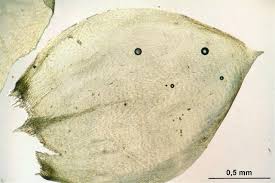 Attēlu rezultāti vaicājumam “Pseudoscleropodium purum”