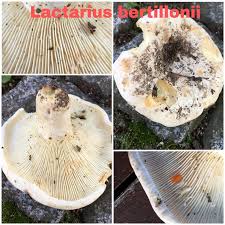 Attēlu rezultāti vaicājumam “Lactarius bertillonii”