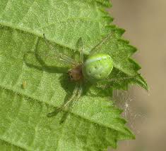 Attēlu rezultāti vaicājumam “Araniella”