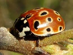 Attēlu rezultāti vaicājumam “Anatis ocellata”