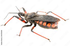 Attēlu rezultāti vaicājumam “Rhynocoris annulatus”