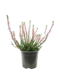 Attēlu rezultāti vaicājumam “Calluna vulgaris fruit”