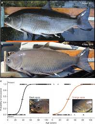 Image result for Ictiobus cyprinellus