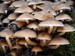 Attēlu rezultāti vaicājumam “Psathyrella sp.”