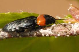 Attēlu rezultāti vaicājumam “Cardiophorus ruficollis”