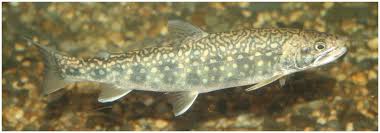 Image result for Salvelinus confluentus