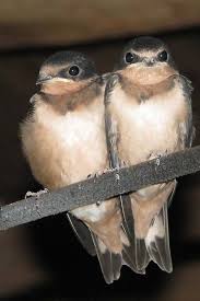 Attēlu rezultāti vaicājumam “Hirundo rustica”