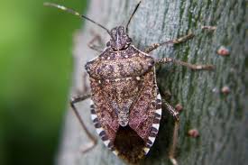 Image result for insect poop
