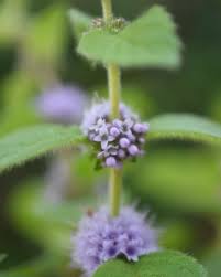 Attēlu rezultāti vaicājumam “Stachys palustris fruit”