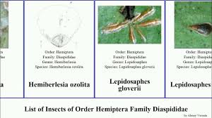 Attēlu rezultāti vaicājumam “Chionaspis salicis”