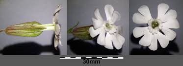 Attēlu rezultāti vaicājumam “Silene latifolia subsp. alba flower”
