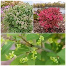 Attēlu rezultāti vaicājumam “Euonymus flower”