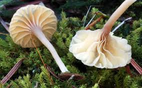 Attēlu rezultāti vaicājumam “Lichenomphalia umbellifera”