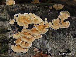 Attēlu rezultāti vaicājumam “Trametes ochracea”