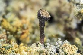 Attēlu rezultāti vaicājumam “Chaenotheca ferruginea”