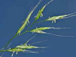 Attēlu rezultāti vaicājumam “Festuca gigantea”