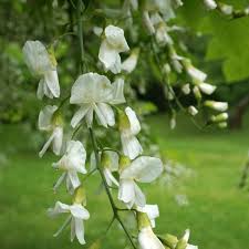 Attēlu rezultāti vaicājumam “Xysticus ulmi adult”