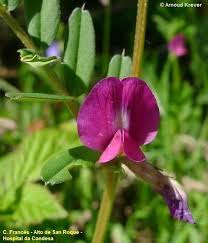 Attēlu rezultāti vaicājumam “Vicia angustifolia flower”