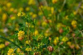Attēlu rezultāti vaicājumam “Trifolium alpestre leaf”
