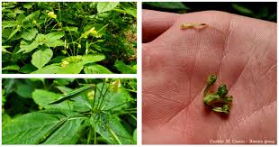 Attēlu rezultāti vaicājumam “Impatiens parviflora”