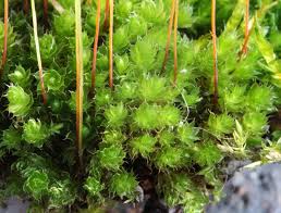 Attēlu rezultāti vaicājumam “Bryum capillare”