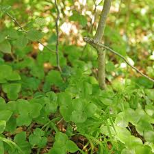 Attēlu rezultāti vaicājumam “Hepatica nobilis leaf”