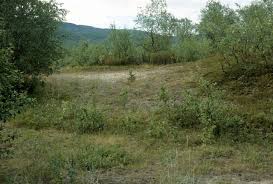 Attēlu rezultāti vaicājumam “Silene tatarica”