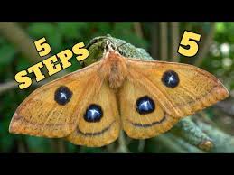 Attēlu rezultāti vaicājumam “Aglia tau”