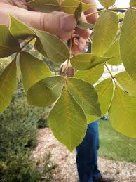 Attēlu rezultāti vaicājumam “Carya ovata leaf”