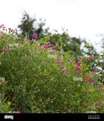Attēlu rezultāti vaicājumam “Lathyrus tuberosus flower”