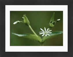 Attēlu rezultāti vaicājumam “Stellaria nemorum flower”