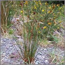 Attēlu rezultāti vaicājumam “Juncus conglomeratus”