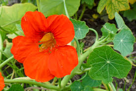 Attēlu rezultāti vaicājumam “Tropaeolum majus bud”