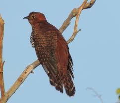 Attēlu rezultāti vaicājumam “Cuculus canorus”