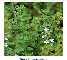 Image result for Thymus vulgaris