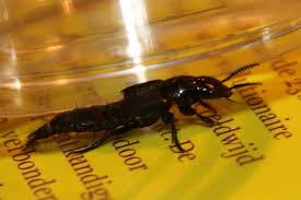 Attēlu rezultāti vaicājumam “Quedius dilatatus”