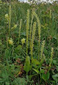 Attēlu rezultāti vaicājumam “Malaxis monophyllos flower”
